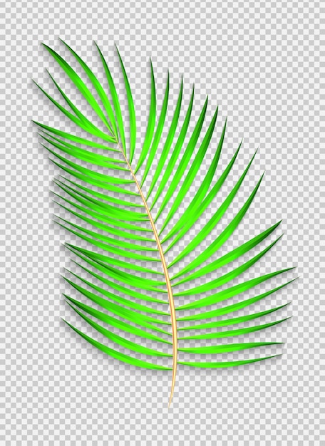 Beautiful naturalistic Palm Leaf on transparent Background. Vector Illustration. EPS10