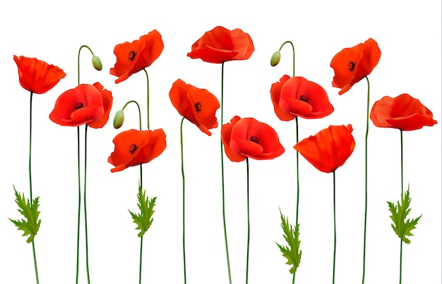 Beautiful nature poppy background. Vector.