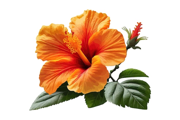 Premium Vector | Beautiful orange color hibiscus rosa sinensis flower