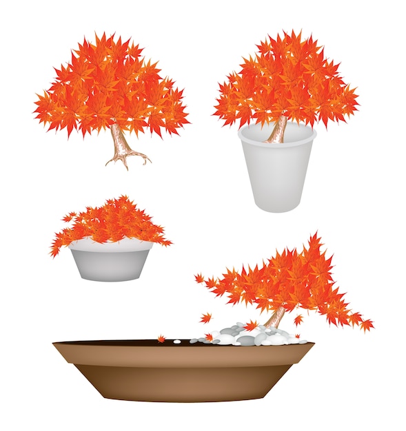 Bei alberi di acero arancioni in vasi da fiori