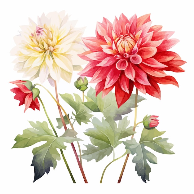ベクトル ダリアの花についての美しい絵