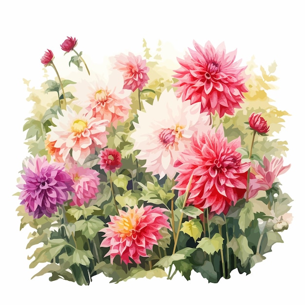 Vettore bellissimo dipinto sui fiori dahlia