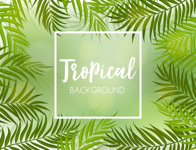 Beautiful Palm Tree Leaf  Silhouette Background