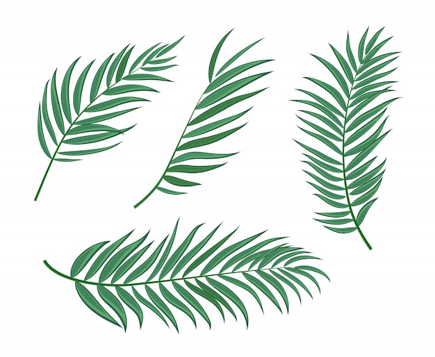 Vector beautiful palm tree leaf  silhouette