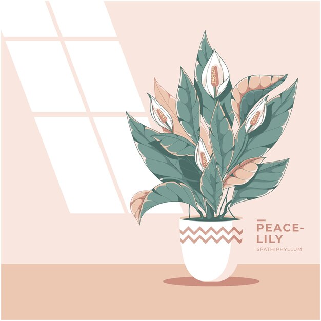 Vector beautiful peace lily plant illustration background