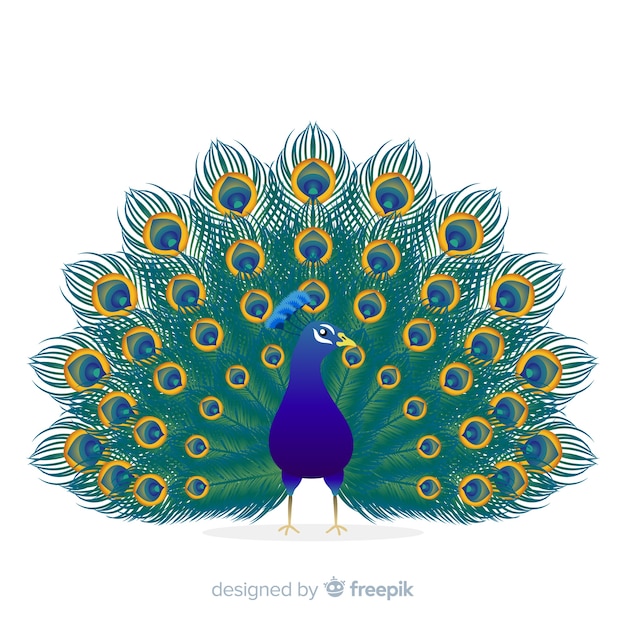 Vector beautiful peacock background