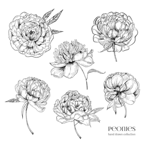 Vector beautiful peonies set