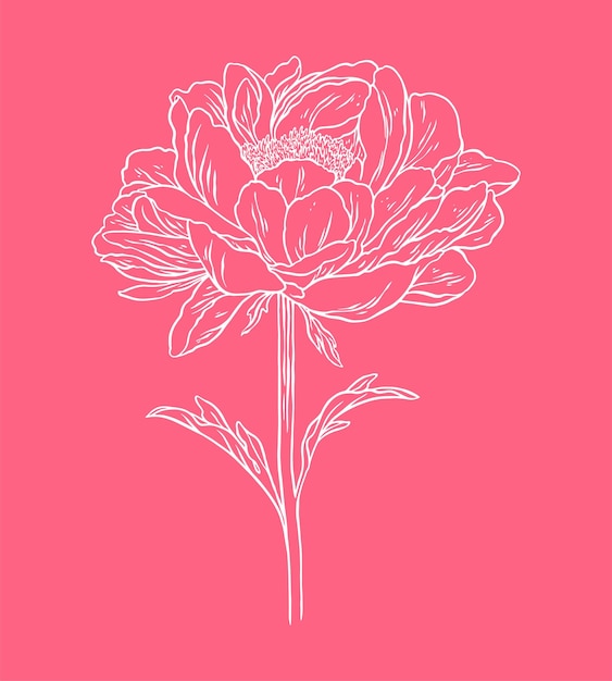 Beautiful peony flower line art sketch illustration