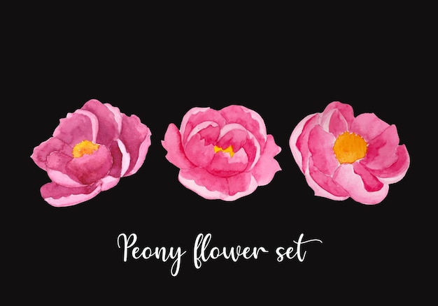 Beautiful peony flower set isolated on balck