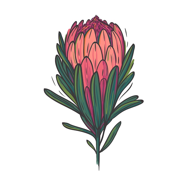 Beautiful pink protea isolated on white exotic pink flower
vector illustration