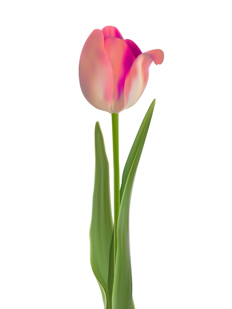 Beautiful pink tulip isolated on white.