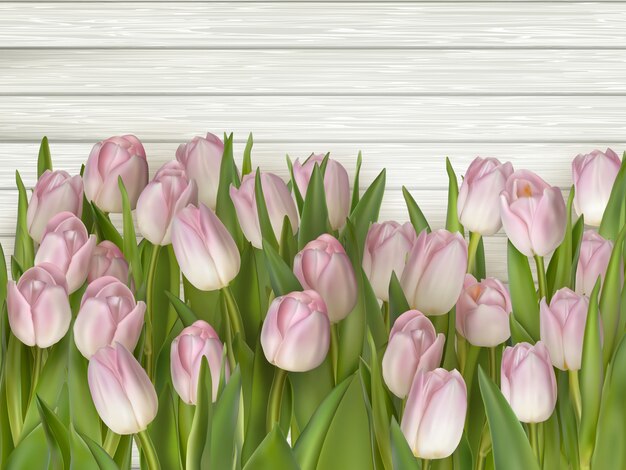 Beautiful pink and white tulips.