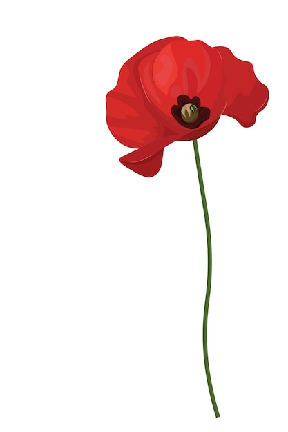 Beautiful poppy flower on white background, vertical background, isolate on white, flat vector