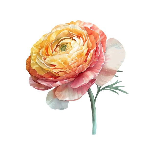ベクトル 美しいランヌクルスの花のベクトルイラスト ウォーターカラースタイル