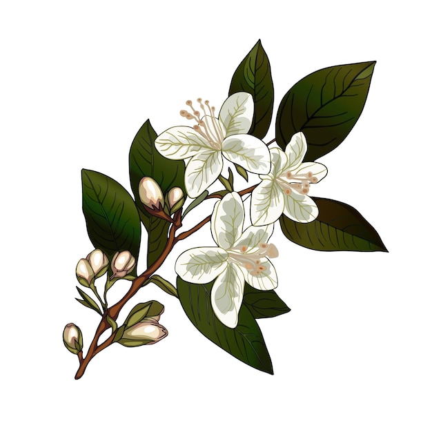 Beautiful realistic illustration of blooming branch of jasmine tree White jasmine flowers Isolated on white background For print packaging cards designers clothes interior icon logo tattoo