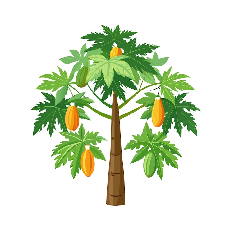Vector beautiful realistic tree icon vector illustration isolated on a white background