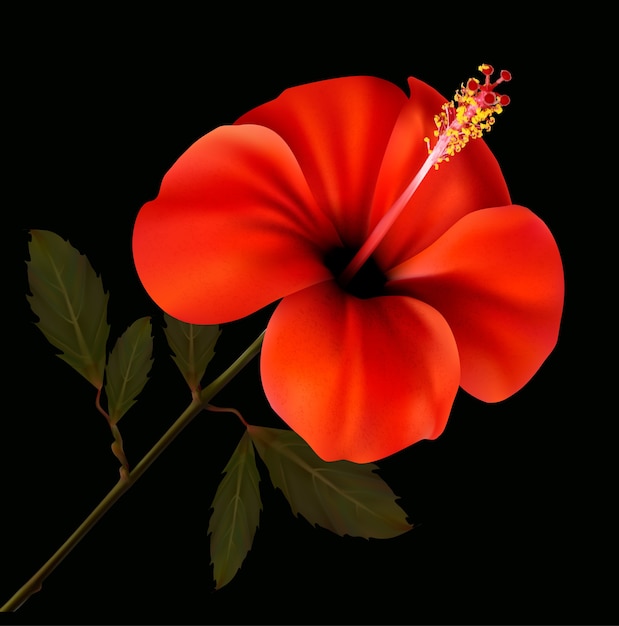 beautiful red flower on a black background.