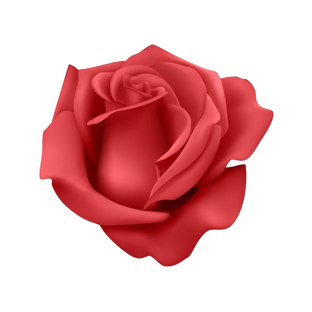 Beautiful red rose Isolated on white background Photorealistic gradient mesh