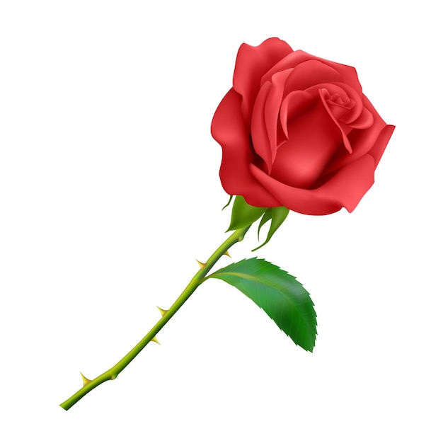 Beautiful Red rose on long stem with leaf and thorns isolated on white background, photo realistic vector Eps 10 illustration.