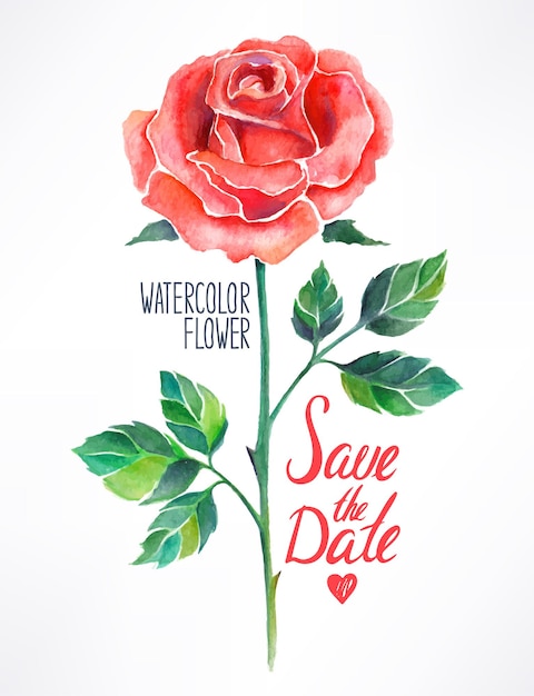 Beautiful red rose watercolor. hand-drawn illustration