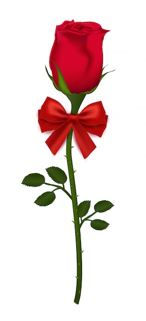 Beautiful red rose with ribbon bow isolated