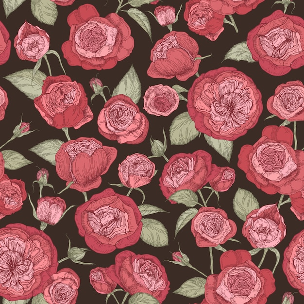 beautiful romantic seamless pattern with blooming austin roses on black background.
