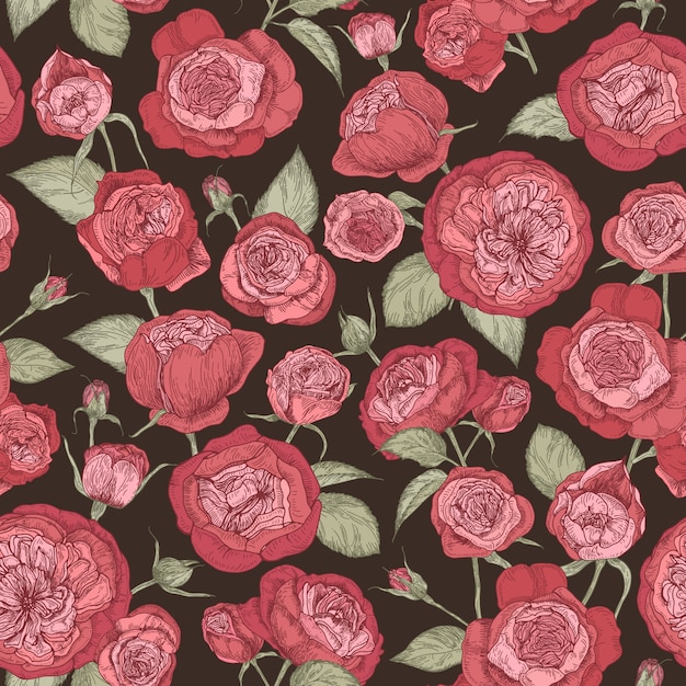 Vector beautiful romantic seamless pattern with blooming austin roses on black background.