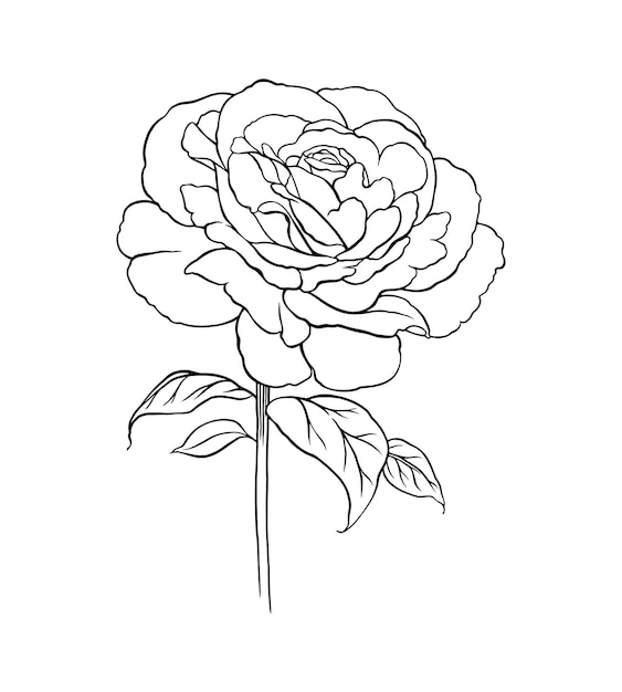 Bella rosa fiore linea arte schizzo illustrazione