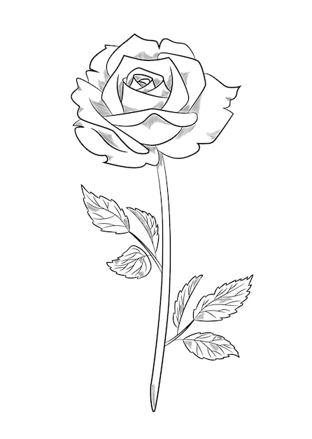 Rose flower drawing easy Adult paint and sip svg Rose sketch