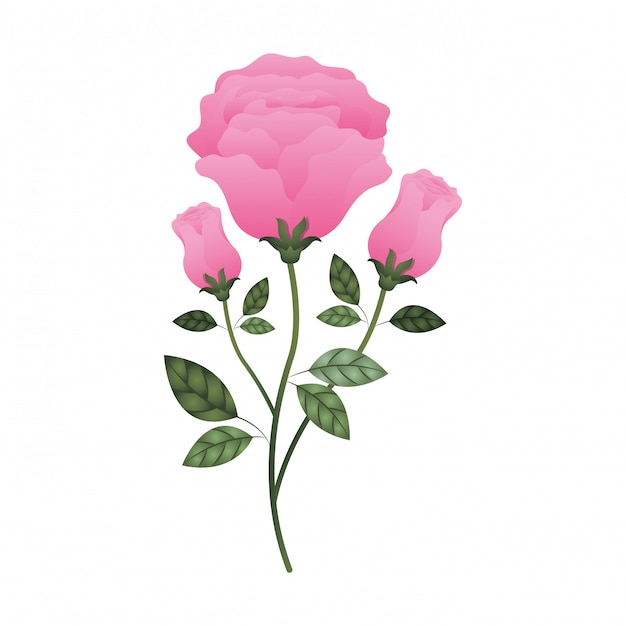 Beautiful rose with leafs isolated icon