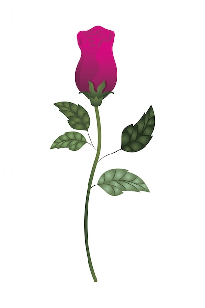 Beautiful rose with leafs isolated icon