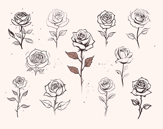 Beautiful roses drawings in old style