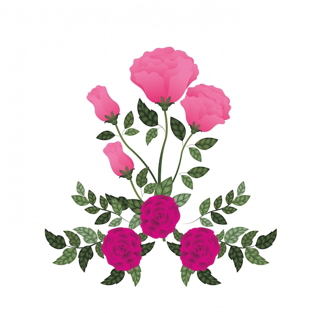 Beautiful roses with leafs isolated icon