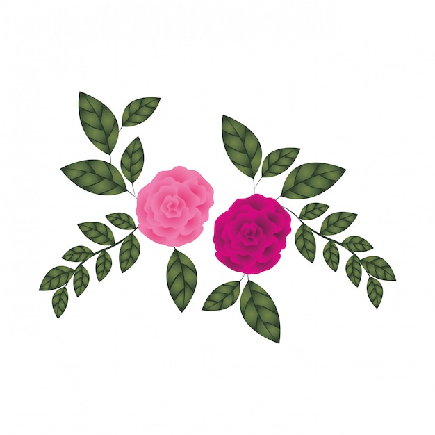 Vector beautiful roses with leafs isolated icon