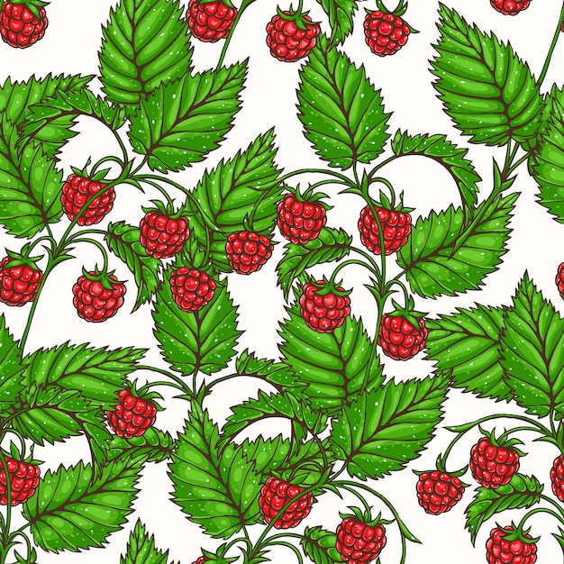 Vector beautiful seamless background with branches of red delicious raspberry