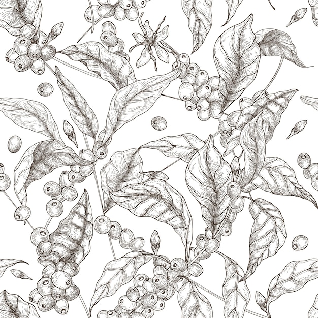 Beautiful seamless pattern with coffea or coffee tree branches, leaves, blooming flowers and fruits on white.