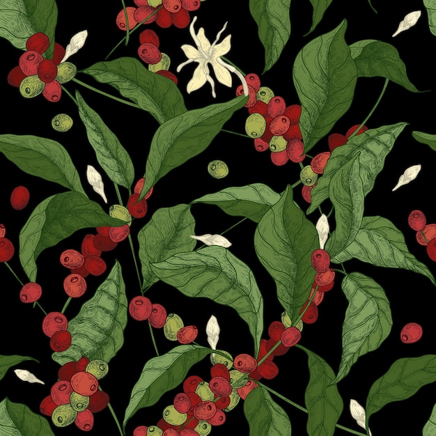 Coffea 또는 커피 나무 가지, 잎, 개화 꽃과 검은 배경에 과일 아름 다운 완벽 한 패턴입니다. 패브릭 인쇄, 벽지에 대 한 앤티크 스타일의 화려한 그림.