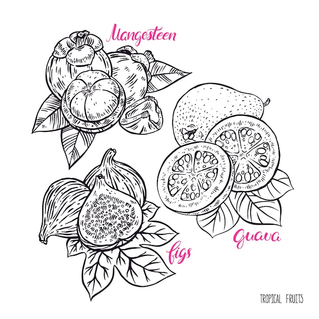 Bellissimo set di deliziosi frutti esotici di schizzo. fico, mangostano e guava. illustrazione disegnata a mano