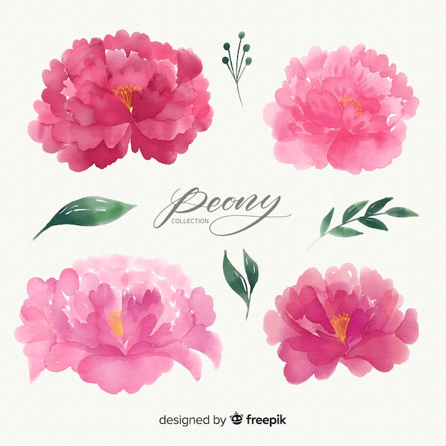 Beautiful set of peony flowers