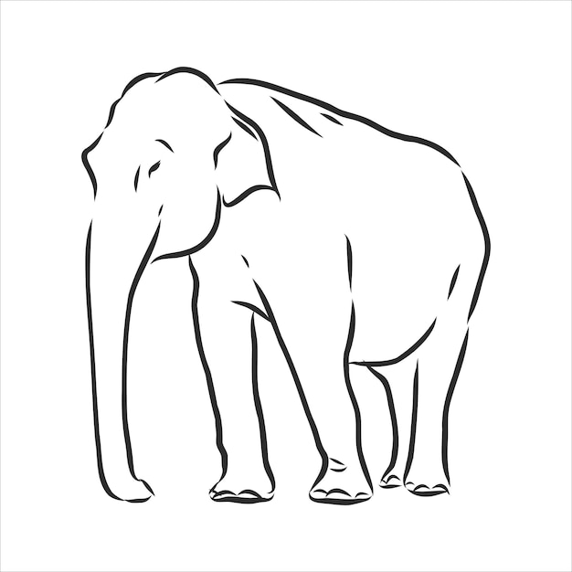 Beautiful sketch of an adult Asian elephant with line