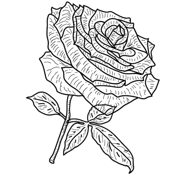 Beautiful sketch of a rose flower on a white background