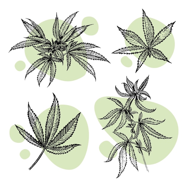 A beautiful sprig of cannabis botanical illustration in the style of line art plant engraving min