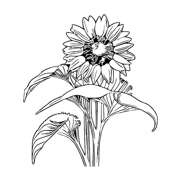 Beautiful sunflower coloring book sunflower coloring page sunflower line art outline flowers