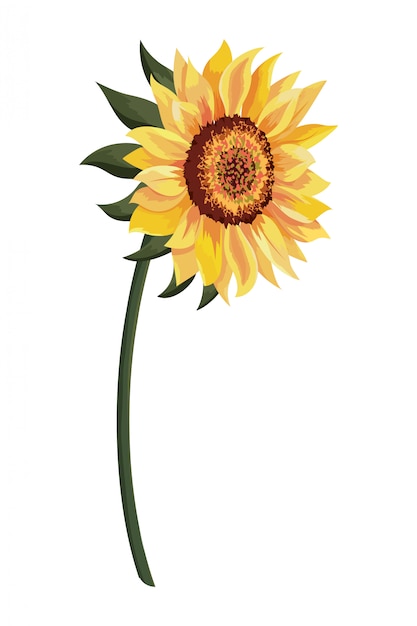 Vector beautiful sunflower drawing