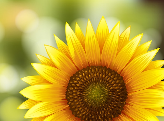 Vector beautiful sunflower on nature background