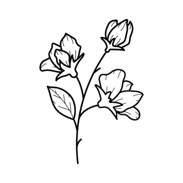 Beautiful sweet pea flower with leaves line art plant branch Vector botanical illustration