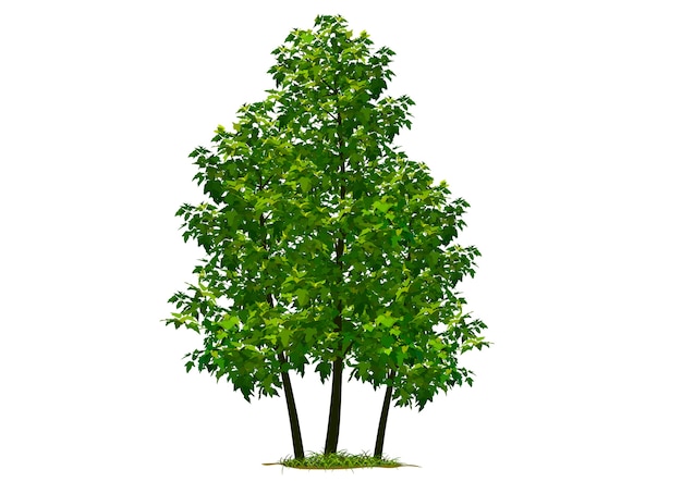 Vector beautiful tree realistic  on a white background