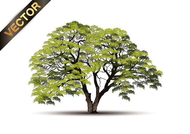 Vector beautiful tree realistic  on a white background