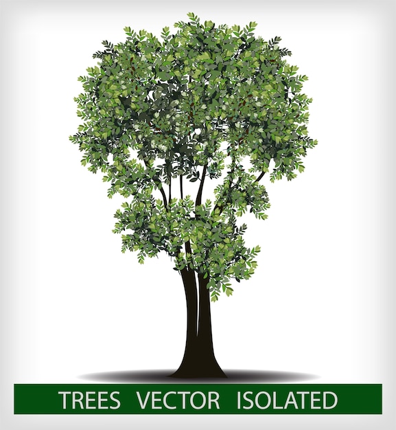 Vector beautiful tree on a white background