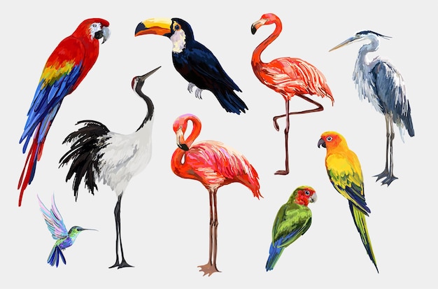 Bellissimi uccelli tropicali esotici vintage tropicali clip art gru tucano fenicottero pappagallo